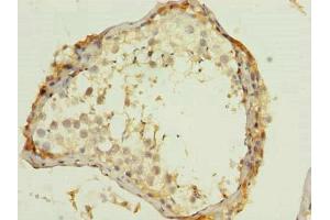 Immunohistochemistry of paraffin-embedded human testis tissue using ABIN7166300 at dilution of 1:100 (WNT4 anticorps  (AA 23-351))