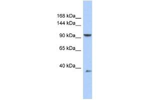 WB Suggested Anti-AP2B1 Antibody Titration: 0. (AP2B1 anticorps  (Middle Region))