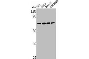 Western Blot analysis of NIH-3T3 HELA HepG2 COLO205 cells using YAP Polyclonal Antibody (YAP1 anticorps  (Internal Region))