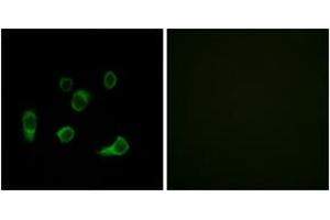 Immunofluorescence analysis of HuvEc cells, using ATG4C Antibody. (ATG4C anticorps  (AA 21-70))