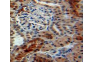 IHC-P analysis of kidney tissue, with DAB staining. (PPIB anticorps  (AA 34-216))
