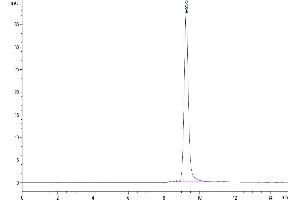 The purity of Mouse CCL24 is greater than 95 % as determined by SEC-HPLC.