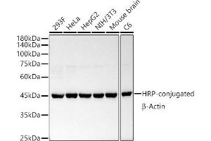 Western blot analysis of extracts of various cell lines, using HRP-conjugated β-Actin Rabbit mAb antibody (ABIN7265394) at 1:50000 dilution. (beta Actin anticorps  (HRP))