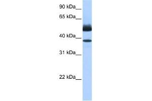 Lipase J antibody used at 0. (LIPJ anticorps  (C-Term))