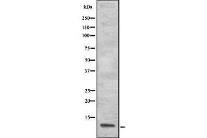 Western blot analysis S100A13 using 293 whole cell lysates (S100A13 anticorps  (Internal Region))