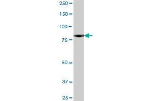 NCDN MaxPab polyclonal antibody.