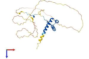 AlphaFold protein structure predicition of Mouse Recombinant Hoxb5 Protein, UniprotID P09079