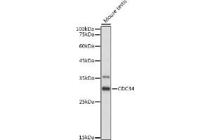 Western blot analysis of extracts of Mouse testis, using CDC34 antibody (ABIN6131558, ABIN6138257, ABIN6138258 and ABIN6221114) at 1:1000 dilution. (CDC34 anticorps  (AA 1-236))