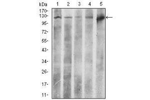 Image no. 4 for anti-ATP Citrate Lyase (ACLY) antibody (ABIN1491378) (ACLY anticorps)