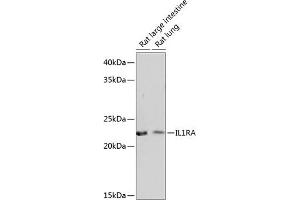 Western blot analysis of extracts of various cell lines, using IL1RA Rabbit mAb (ABIN7267971) at 1:1000 dilution. (IL1RN anticorps)