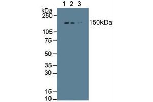 Detection antibody from the kit in WB with Positive Control:  Sample Human placenta tissue.