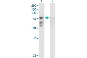 Western Blot analysis of CENPB expression in transfected 293T cell line by CENPB MaxPab polyclonal antibody. (CENPB anticorps  (AA 1-599))