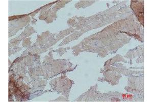 Immunohistochemistry (IHC) analysis of paraffin-embedded Mouse Skeletal Muslce Tissue using AMPKalpha1 Polyclonal Antibody. (PRKAA1 anticorps)