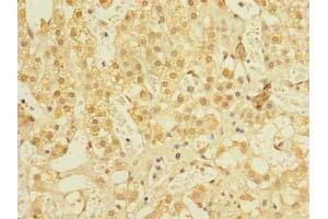 Immunohistochemistry of paraffin-embedded human adrenal gland tissue using ABIN7161600 at dilution of 1:100 (NIF3L1 anticorps  (AA 1-377))