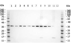 Western Blot of Rabbit anti-SMAD3 pS423 pS425 antibody. (SMAD3 anticorps  (pSer423, pSer425))