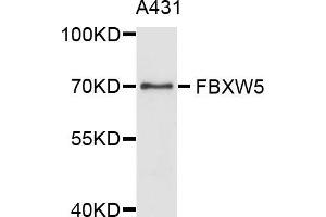 Western blot analysis of extract of A431 cells, using FBXW5 antibody. (FBXW5 anticorps)