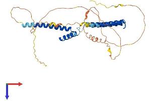 AlphaFold protein structure predicition of Human Recombinant HEY2 Protein, UniprotID Q9UBP5