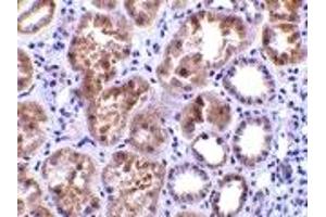Immunohistochemistry (IHC) image for anti-C1q and Tumor Necrosis Factor Related Protein 1 (C1QTNF1) (N-Term) antibody (ABIN1031330) (C1QTNF1 anticorps  (N-Term))
