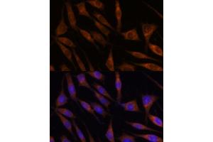 Immunofluorescence analysis of L929 cells using C18orf8 antibody (ABIN7266379) at dilution of 1:100.