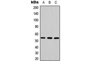 Western blot analysis of JNK2 expression in K562 (A), mouse brain (B), rat brain (C) whole cell lysates. (JNK2 anticorps  (Center))