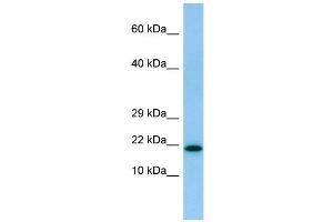 WB Suggested Anti-IL26 Antibody Titration: 1.