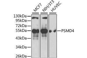 Western blot analysis of extracts of various cell lines, using PSMD4 antibody. (PSMD4/ASF anticorps)