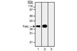 Western blot analysis of Fas Ligand (FasL). (FASL anticorps)