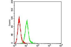 Flow cytometric analysis of HeLa cells using ALDH1A1 mouse mAb (green) and negative control (red).
