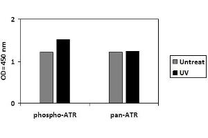 T47D cells were untreated or treated with UV. (ATR Kit ELISA)