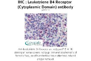 Image no. 1 for anti-Leukotriene B4 Receptor (LTB4R) (2nd Cytoplasmic Domain) antibody (ABIN1736421) (Leukotriene B4 Receptor/BLT anticorps  (2nd Cytoplasmic Domain))