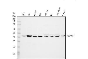 Western blot analysis of Arc using anti-Arc antibody (ABIN3043525).