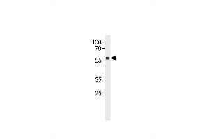 p53 Antibody  h western blot analysis in Daudi cell line lysates (35 μg/lane).