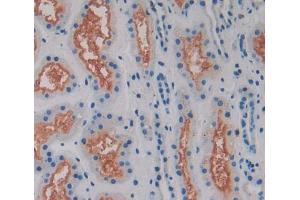 IHC-P analysis of kidney tissue, with DAB staining. (MAN1A1 anticorps  (Glu653))
