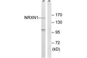 Western blot analysis of extracts from Jurkat cells, using NRXN1 Antibody. (Neurexin 1 anticorps  (AA 502-551))