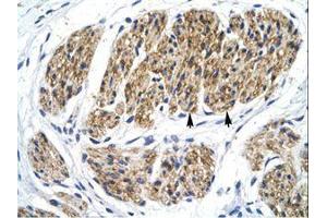 Image no. 1 for anti-Nuclear Factor of kappa Light Polypeptide Gene Enhancer in B-Cells 2 (NFKB2) (AA 711-758) antibody (ABIN6735824)