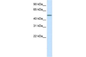 Western Blotting (WB) image for anti-Zinc Finger Protein 823 (ZNF823) antibody (ABIN2460604) (ZNF823 anticorps)