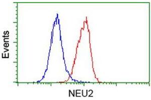 Flow cytometric Analysis of Hela cells, using anti-NEU2 antibody (ABIN2454605), (Red), compared to a nonspecific negative control antibody, (Blue). (NEU2 anticorps)