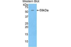 Western Blotting (WB) image for anti-Chromogranin B (Secretogranin 1) (CHGB) (AA 40-326) antibody (ABIN1858402)
