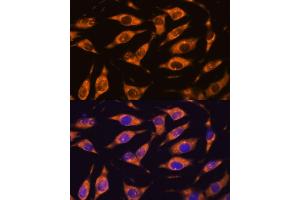 Immunofluorescence analysis of L929 cells using MMP25 antibody (ABIN3023456, ABIN3023457, ABIN3023458 and ABIN6220000) at dilution of 1:100. (MMP25 anticorps)