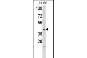 Western blot analysis of OL4 Antibody (Center ) 6783c in HL60 cell line lysates (35 μg/lane). (Apolipoprotein L 4 anticorps  (AA 258-290))