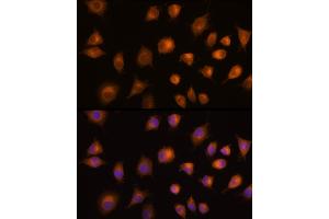 Immunofluorescence analysis of L929 cells using PKM2 Rabbit pAb (ABIN6128296, ABIN6145714, ABIN6145715 and ABIN6218076) at dilution of 1:100 (40x lens). (PKM anticorps  (AA 11-221))