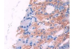 Detection of UMODL1 in Mouse Stomach Tissue using Polyclonal Antibody to Uromodulin Like Protein 1 (UMODL1) (UMODL1 anticorps  (AA 34-306))