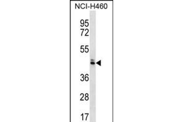 OR52N5 antibody  (C-Term)