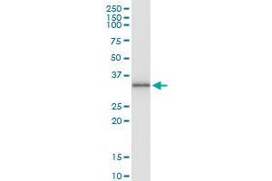 Immunoprecipitation of PIM2 transfected lysate using anti-PIM2 MaxPab rabbit polyclonal antibody and Protein A Magnetic Bead , and immunoblotted with PIM2 purified MaxPab mouse polyclonal antibody (B01P) .