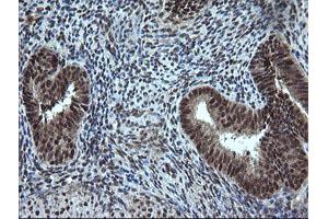 Image no. 2 for anti-Estrogen-Related Receptor gamma (ESRRG) (AA 24-263) antibody (ABIN1491251)