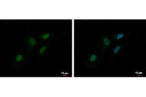 ICC/IF Image MTA2 antibody [C3], C-term detects MTA2 protein at nucleus by immunofluorescent analysis. (MTA2 anticorps  (C-Term))