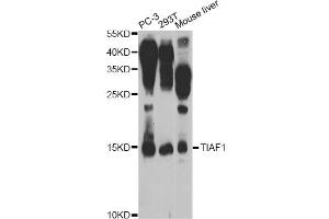 Western blot analysis of extracts of various cell lines, using TIAF1 Antibody (ABIN5974465) at 1/1000 dilution. (TIAF1 anticorps)