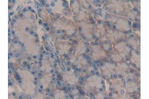 Detection of CD147 in Rat Pancreas Tissue using Polyclonal Antibody to Cluster Of Differentiation 147 (CD147) (CD147 anticorps  (AA 59-321))