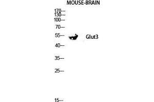 Western Blot (WB) analysis of Mouse Kidney lysis using Glut3 antibody. (SLC2A3 anticorps  (C-Term))