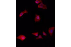 ABIN6259562 and ABIN6275433 staining HepG2 by IF/ICC.